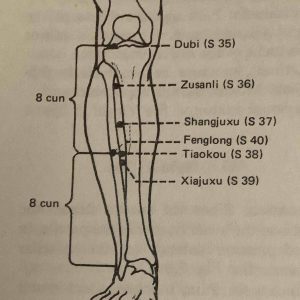 diagram of lower with point location markings for stomach 35, stomach36, stomach37, stomach 40, stomach 38 & stomach 39