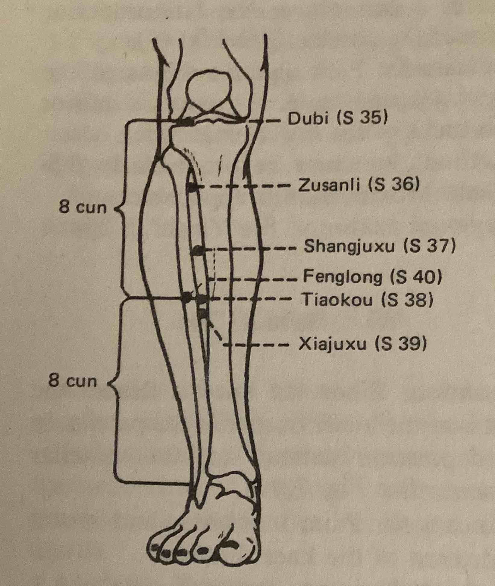 diagram of lower with point location markings for stomach 35, stomach36, stomach37, stomach 40, stomach 38 & stomach 39